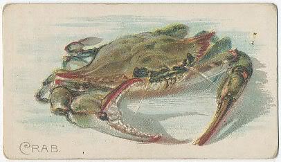 10 Crab